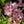 Load image into Gallery viewer, Yuki Cherry Blossom Deutzia - Deutzia - Shrubs