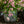 Load image into Gallery viewer, Yuki Cherry Blossom Deutzia - Deutzia - Shrubs