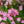 Load image into Gallery viewer, Yuki Cherry Blossom Deutzia - Deutzia - Shrubs