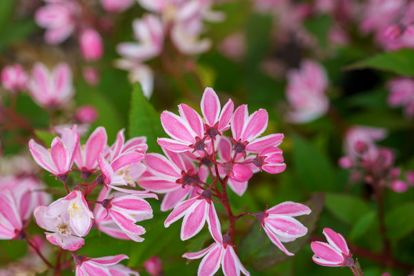 Yuki Cherry Blossom Deutzia - Deutzia - Shrubs