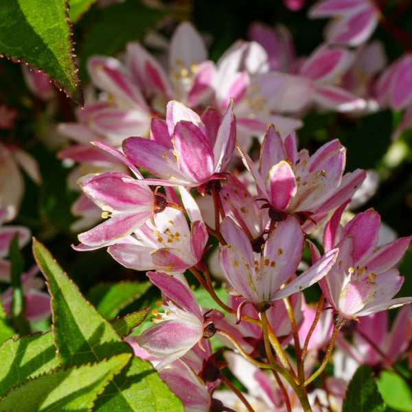 Yuki Cherry Blossom Deutzia - Deutzia - Shrubs