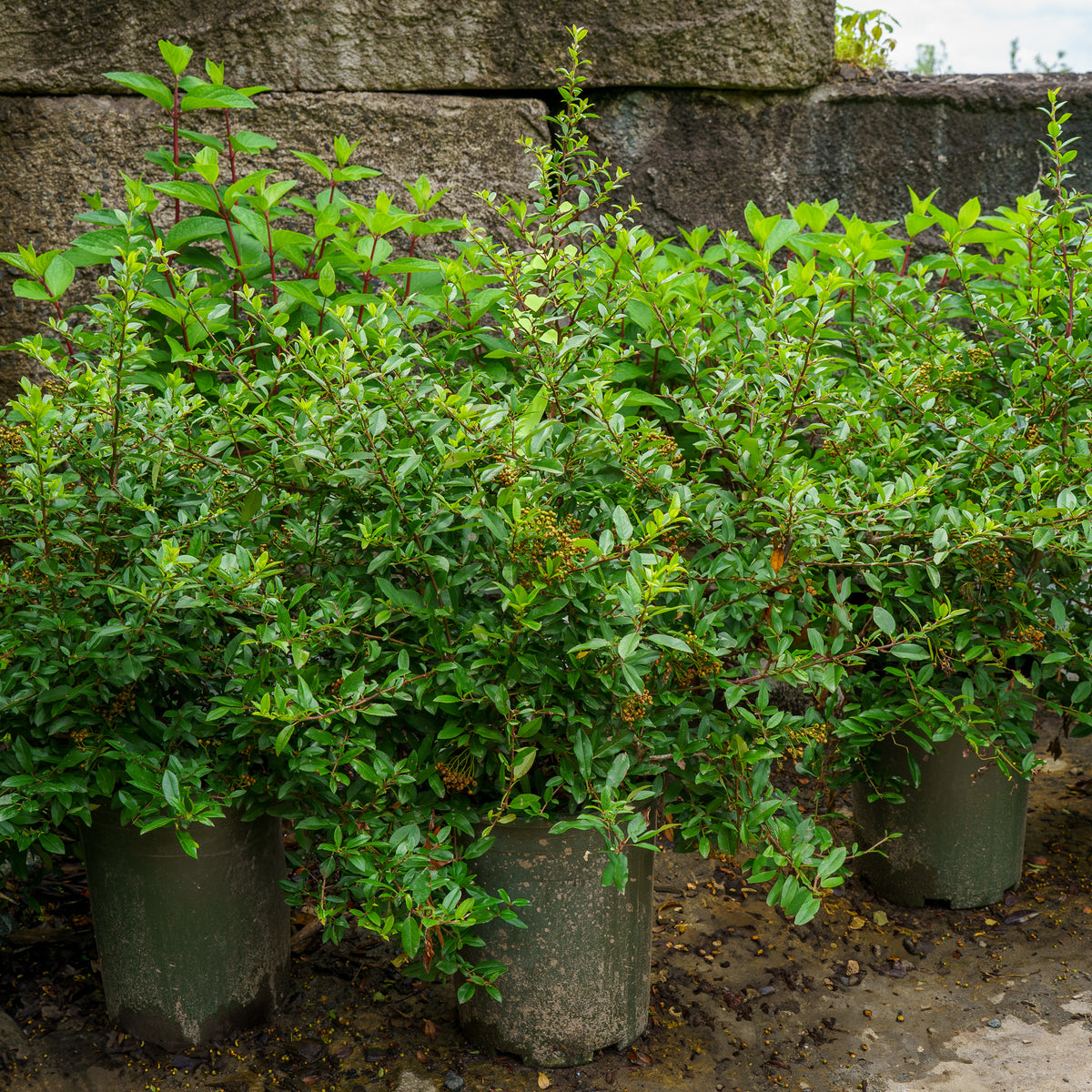 Yukon Belle Pyracantha – Plant Detectives