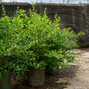 Yukon Belle Pyracantha