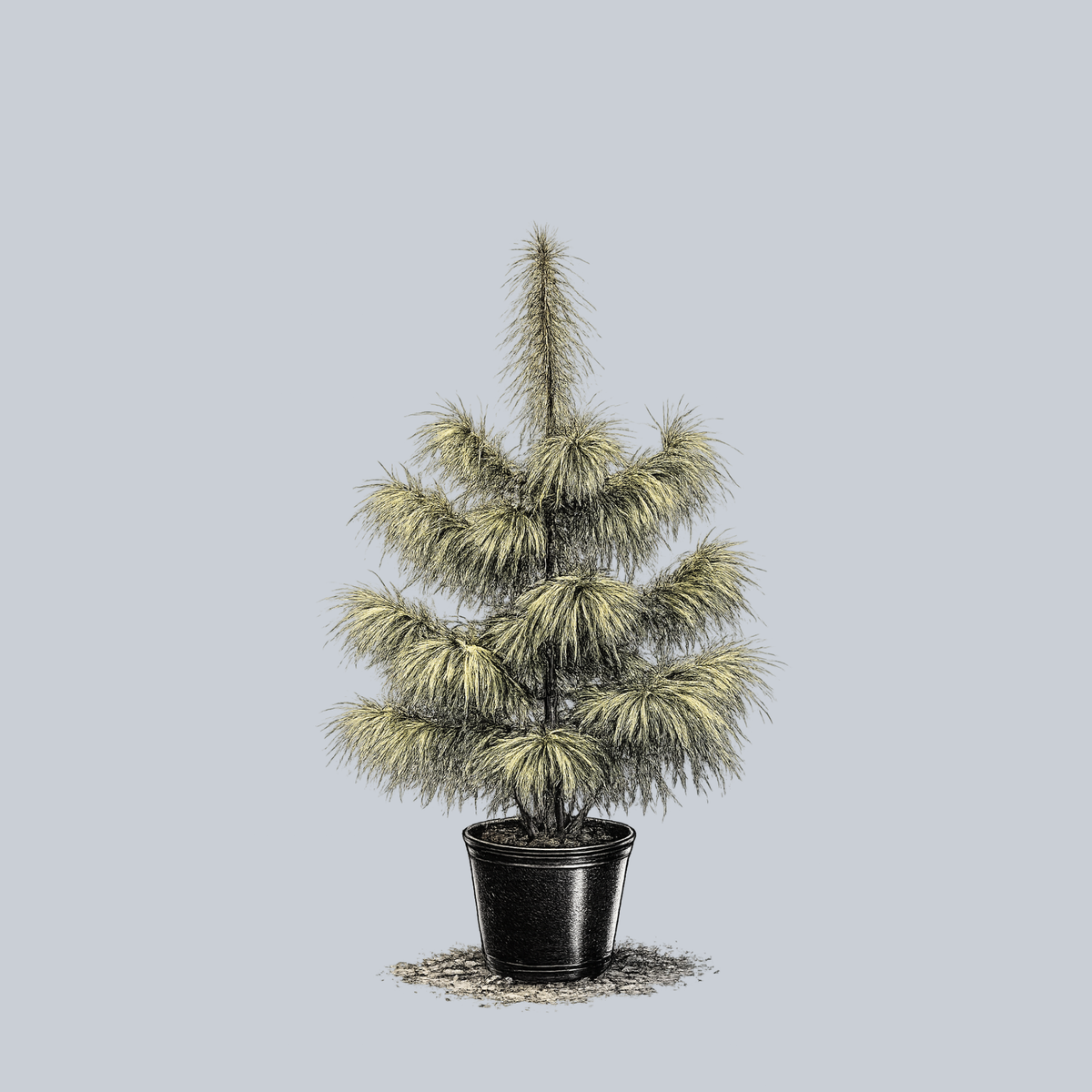 Zebrina Himalayan Pine – Plant Detectives