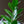 Load image into Gallery viewer, ZZ Plant