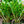Load image into Gallery viewer, ZZ Plant - Other Houseplants - Houseplants