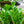 Load image into Gallery viewer, ZZ Plant - Other Houseplants - Houseplants