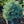 Load image into Gallery viewer, Zafiro Colorado Spruce
