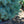 Load image into Gallery viewer, Zafiro Colorado Spruce