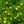 Load image into Gallery viewer, Zagreb Coreopsis