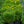 Load image into Gallery viewer, Zagreb Coreopsis