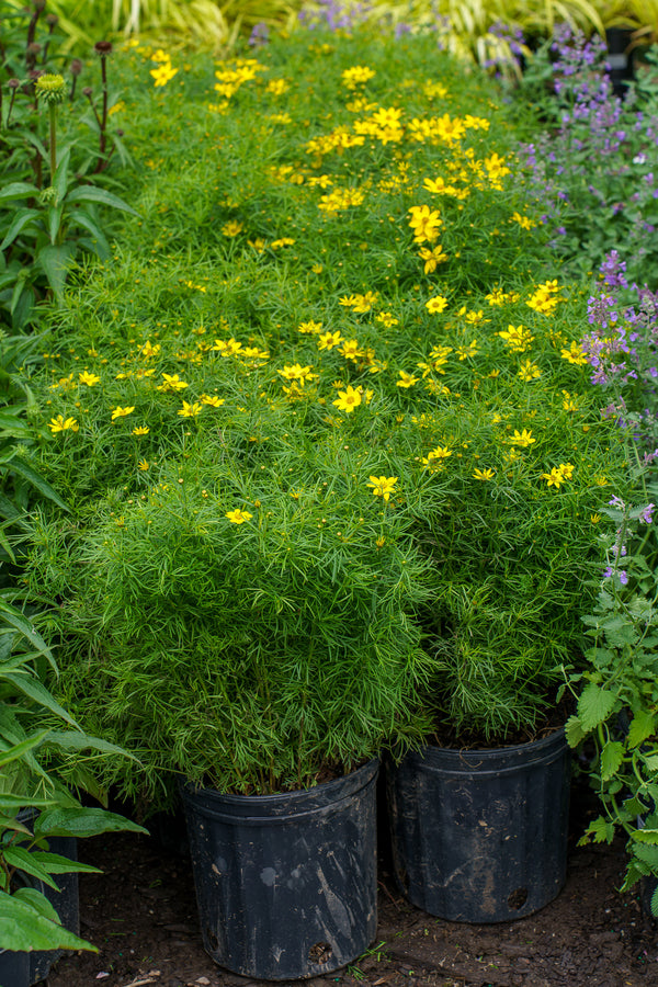 Zagreb Coreopsis