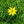 Load image into Gallery viewer, Zagreb Coreopsis