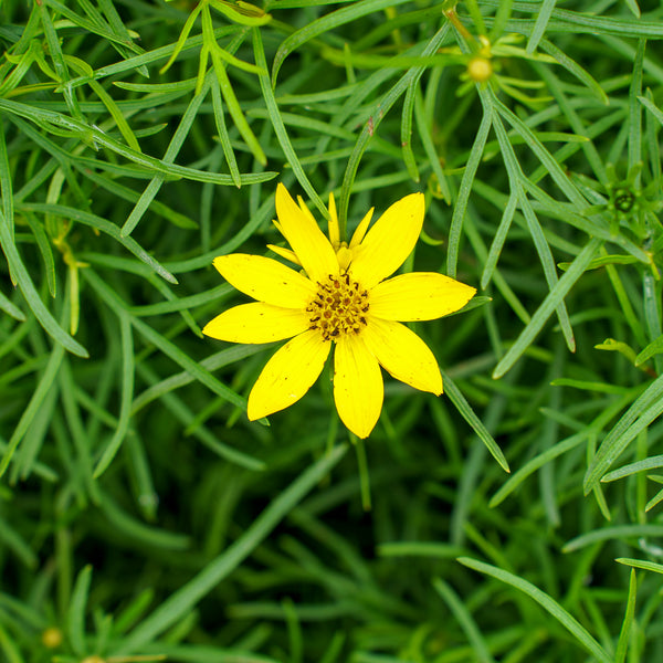 Zagreb Coreopsis