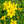 Load image into Gallery viewer, Zagreb Coreopsis