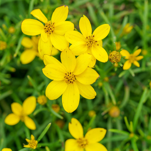 Zagreb Coreopsis