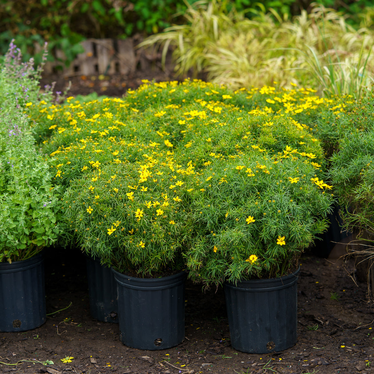 Zagreb Coreopsis – Plant Detectives
