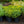Load image into Gallery viewer, Zagreb Coreopsis