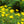 Load image into Gallery viewer, Zagreb Coreopsis