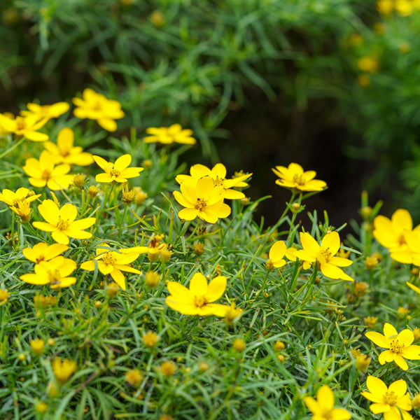 Zagreb Coreopsis