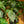 Load image into Gallery viewer, Zebra Plant