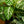 Load image into Gallery viewer, Zebra Plant
