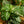 Load image into Gallery viewer, Zebra Plant