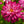 Load image into Gallery viewer, Zinnia