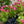 Load image into Gallery viewer, Zinnia