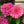 Load image into Gallery viewer, Zinnia