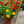 Load image into Gallery viewer, Zinnia