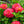 Load image into Gallery viewer, Zinnia
