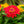 Load image into Gallery viewer, Zinnia
