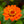 Load image into Gallery viewer, Zinnia
