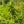 Load image into Gallery viewer, Zuzu Flowering Cherry