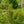 Load image into Gallery viewer, Zuzu Flowering Cherry