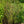 Load image into Gallery viewer, Zuzu Flowering Cherry