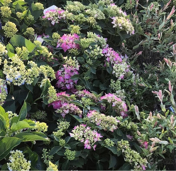 Pink Elf French Bigleaf Hydrangea