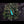 Load and play video in Gallery viewer, Rose Creek Abelia