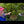 Load and play video in Gallery viewer, Katsura Japanese Maple