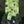 Load and play video in Gallery viewer, Little Hottie Panicle Hydrangea