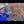 Load and play video in Gallery viewer, October Glory Red Maple