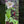 Load and play video in Gallery viewer, Sweetbay Magnolia