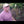 Load and play video in Gallery viewer, Peegee Panicle Hydrangea