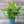 Load image into Gallery viewer, SPATHIPHYLLUM 4&quot; - -
