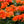 Load image into Gallery viewer, Elatior Begonia - Begonias - Houseplants