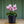 Load image into Gallery viewer, Cyclamen - Other Houseplants - Houseplants