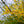 Load image into Gallery viewer, Northern Gold Forsythia - Forsythia - Shrubs