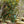 Load image into Gallery viewer, Edith Bogue Southern Magnolia - Magnolia - Flowering Trees