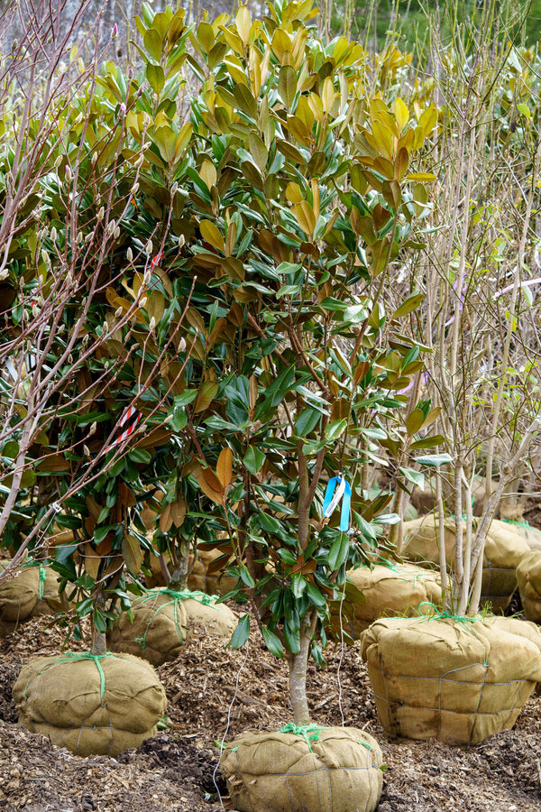 Edith Bogue Southern Magnolia - Magnolia - Flowering Trees